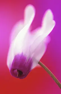 Cyclamen: Cyclamen