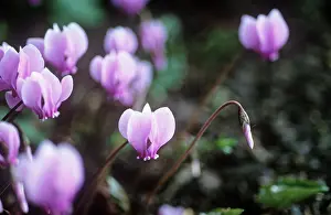 Cyclamen: Cyclamen