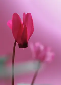Bashful: Cyclamen