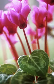 Houseplant: Cyclamen