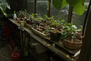 Container: Cyclamen