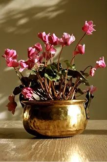 Ardea London: Cyclamen - In brass pot