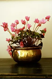 Cyclamen: CYCLAMEN - in brass pot