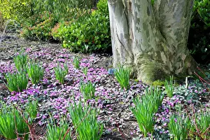 Subsp: Cyclamen coum subsp. coum with Eucalyptus cocifera