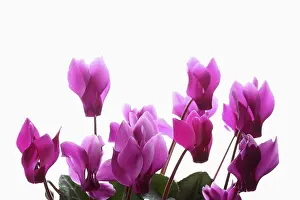 Cyclamen: Cyclamen, Cyclamen cultivar, Pink subject, White