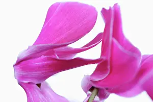 Cyclamen: Cyclamen, Cyclamen cultivar, Pink subject, White