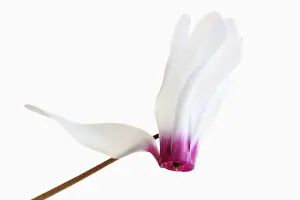 Cyclamen: Cyclamen, Cyclamen cultivar, Pink subject, White