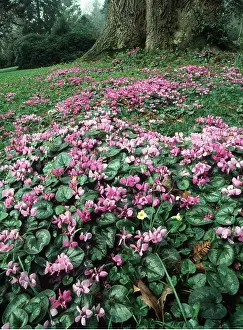 Cyclamen: CYCLAMEN - mass