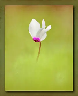 Feminine: Cyclamen, Single white flower with pink edge rising