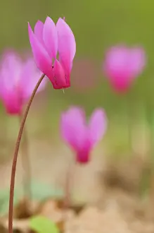 Repandum: Cyclamen - Spring Sowbread