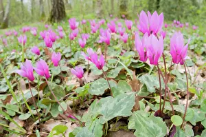 Repandum: Cyclamen - Spring Sowbread - in habitat - undergrowth