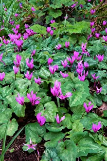 Cyclamen: Cyclamen in woodland at Knightshayes Court