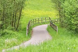 Bicycle: Cycle path through meadow in a forest with bridge