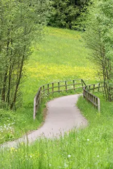 Bicycle: Cycle path through meadow in a forest with bridge