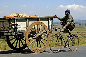 Bicycle: Cycling in a cart pulled by Zebu in Madagascar