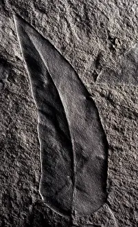 Gymnosperm: Cyclopteris Fossil