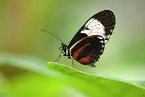 Heliconius: Cydno Longwing Butterfly (Heliconius cydno) sitting