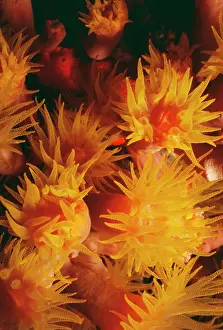 Cerianthus: CYLINDER SEA ANEMONE