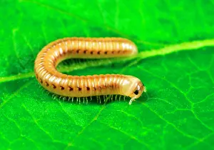 Millipedes: Cylindrical Millipede