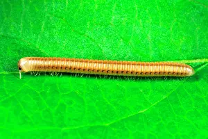 Millipedes: Cylindrical Millipede - Introduced to the Tropical