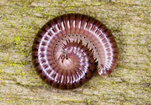 Ailsa Hopkin: Cylindrical millipede rolled into a spiral as defensive