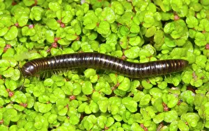 Ailsa Hopkin: Cylindrical millipede walking