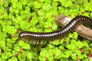 Ailsa Hopkin: Cylindrical millipede walking over twig