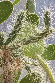Spiny: Cylindropuntia tunicata rosea, thorns