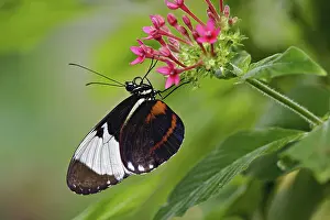 Heliconius: Cyndo Longwing