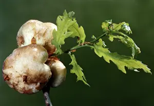 Gall: Cynips / Gall