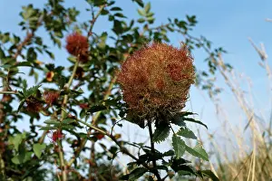 Sting: Cynips - Gall produced by the sting of a small wasp