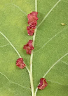Neuroterus: Cynips - Galls