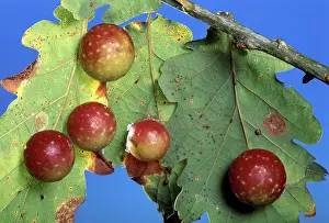 Cynips: Cynips - Galls