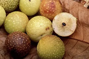 Cynips: Cynips - Galls