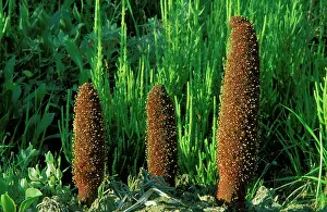 Tabernas: Cynomorium - A remarkable parasitic plant, in the