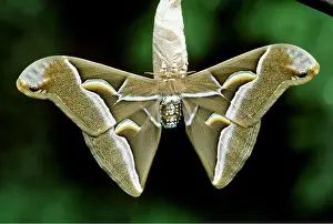 Pascal Goetgheluck: CYNTHIA MOTH - ON COCOON