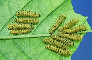 Cynthia: Cynthia Moth - larvae / caterpillar stage