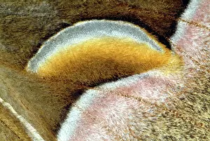 Micro: Cynthia Moth Wing Scales