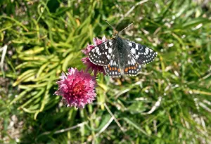 Fritillaries: Cynthia's Fritillary Butterfly