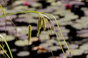 Sedge: Cyperus Sedge - in fruit on pond margn