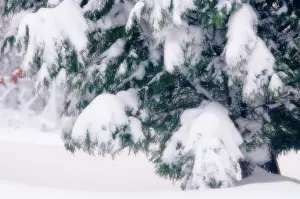 Cupressus: Cypress