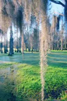 Unexplained: Cypress