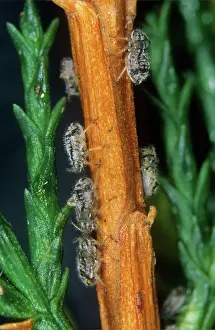 Hedges: Cypress aphid