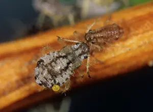 Hedges: Cypress aphid