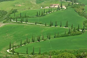Zigzag: Cypress avenue, zigzag road leading to a farm on