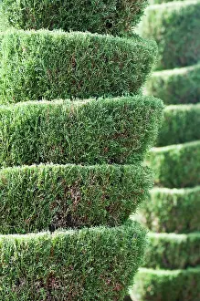 Topiary: Cypress, Chamaecyparis, Topiary, plant cut into