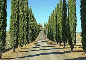 Siena: Cypress (Cupressus) cypress avenue Poggio Covili