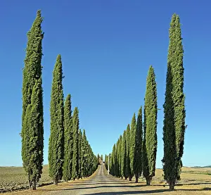 Siena: Cypress (Cupressus) Cypress Avenue Poggio Covili