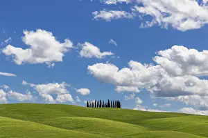 D Orcia: Cypress grove, the cypresses in the middle of the
