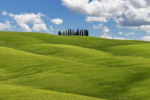 D Orcia: Cypress grove, the cypresses in the middle of the